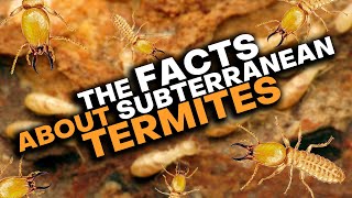 Subterranean Termites: What You Need To Know!