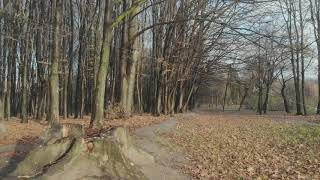 Autumn leaves falling in slow motion and sun shining through fall leaves