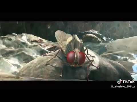 Sakeb - YouTube