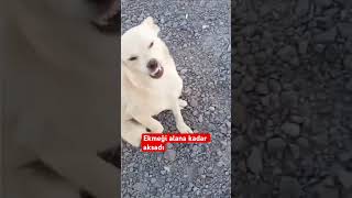 Ekmeği Alana Kadar Aksadı Alınca Hiçbirşeyi Kalmadı Öpek