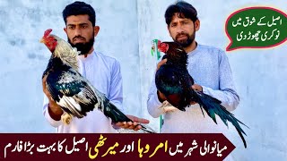 Pure Amroha Aseel Murgha and Pure Merthi Aseel Murgha Setup of Sajjad Aseel Farm Mianwali