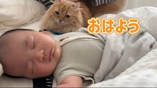 【激カワ】猫ちゃんが赤ちゃんと朝の挨拶を交わしました。