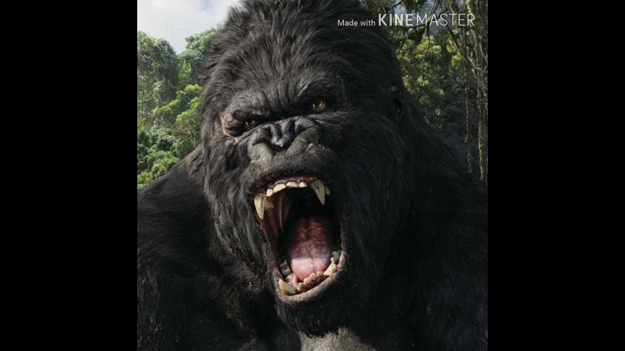 Silverback Gorilla Roar 🦍 🔊
