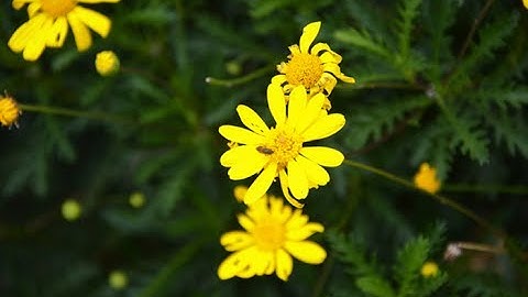 Ý nghĩa của hoa cúc thân gỗ