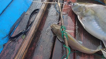 ANGKAT TAJUR IKAN BAUNG DAN MANCING