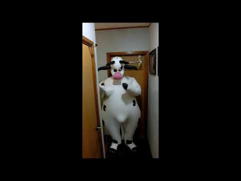 🎬 Video relacionado con trajes de vaca inflables