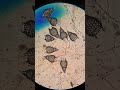 Radiolarans (plankton) under the microscope