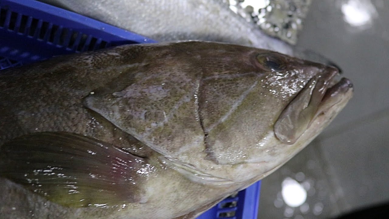Wonderful GROUPER Fish Filleting | How To Clean a Grouper - YouTube