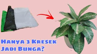 Cara Membuat Bunga Sri Rejeki Dari Plastik Kresek