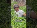 tiga macam itu kita persiapkan #shorts