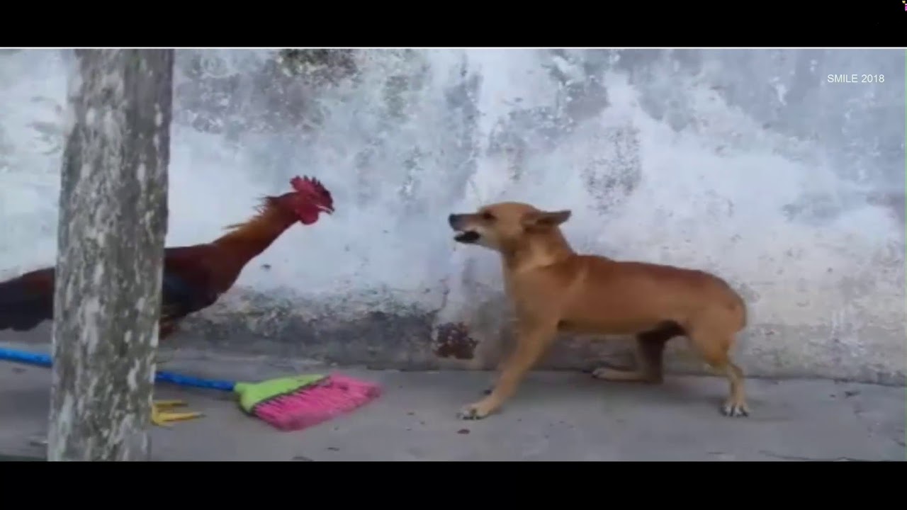 dog vs chicken fight YouTube