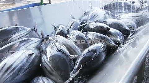 NHK VIDEO BANK -  Landing the first Skipjack Tuna (Katsuo) [4K]