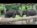 The Dark Side of Tourism in Thailand: Elephant Rides at the Chang Puak Camp in Chiang Rai.