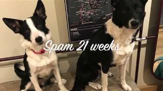 Border Collie Puppy Spam 21 weeks. Training for Agility and Life.