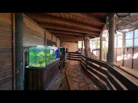 Grey-headed flying fox enclosure