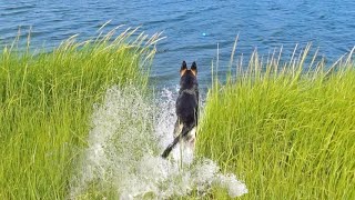 Taking My German Shepherd Swimming For The First Time by PapaKleb 12,007 views 1 year ago 5 minutes, 38 seconds