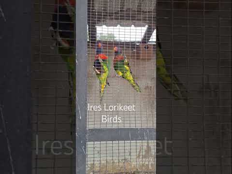 COLORFUL IRIS LORIKEET BIRDS