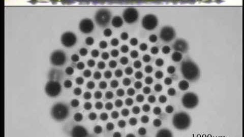 Rosensweig Instability - Ordered Rupture of Ferrofluid Droplet with Coalesces