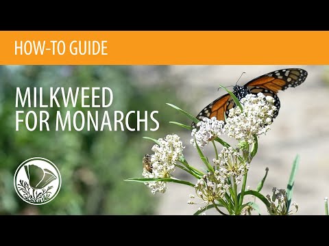 Video: Milkweed Flower: Hoe kroontjeskruidplanten te kweken