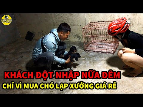 Video Khách Đột Nhập Nữa Đêm Chỉ Vì Mua Chó Lạp Xưởng Giá Rẻ... - youtube