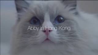 Cinematic Vlog Abby Films At Hong Kong
