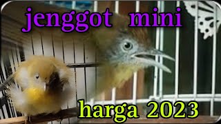 harga terbaru burung jenggot mini.lengkap dari loloh sampai prestasi.2023