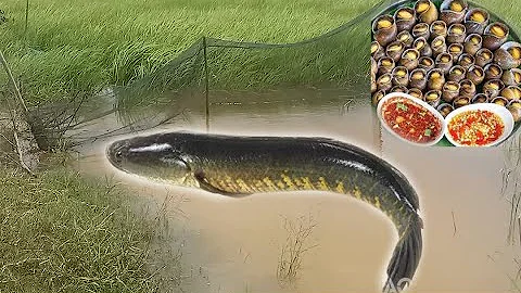 Catching a MONSTER grouper from under the PIER!! #skyway #fishing #bigfish