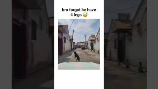 Bro Forgot He Have Four Legs | Try Not To Laugh At This Hilarious Dog Video (Must Watch)