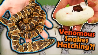 Baby False Water Cobras Hatching! (2023)