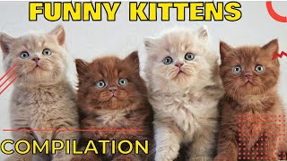 🐱 Funny kittens compilation, try not to laugh 🐱 Cute kittens doing funny things