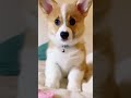 Puppy Tilt, Boop &amp; Tiny Wave — Try Not to Replay