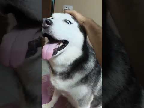 #shortvideo  New pet at home ( husky Dog)