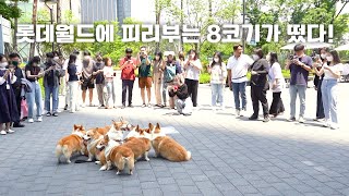 8corgis went to Signiel Tower, the tallest building in Korea with short legs. [Seoul Outing EP.5]