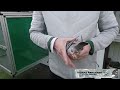 Abschluss Video "Thomas Bahlmann Racing Pigeons" 2025