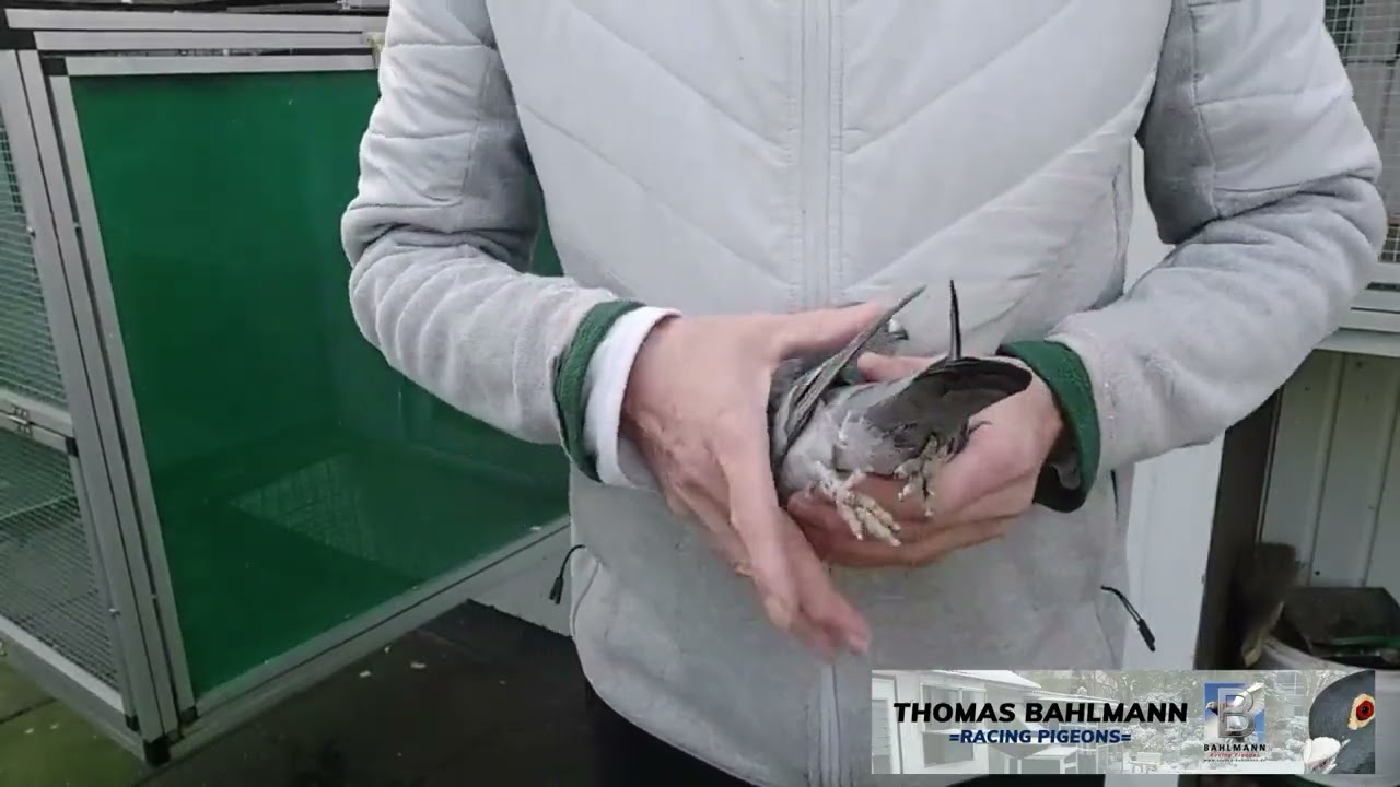 Abschluss Video "Thomas Bahlmann Racing Pigeons" 2025