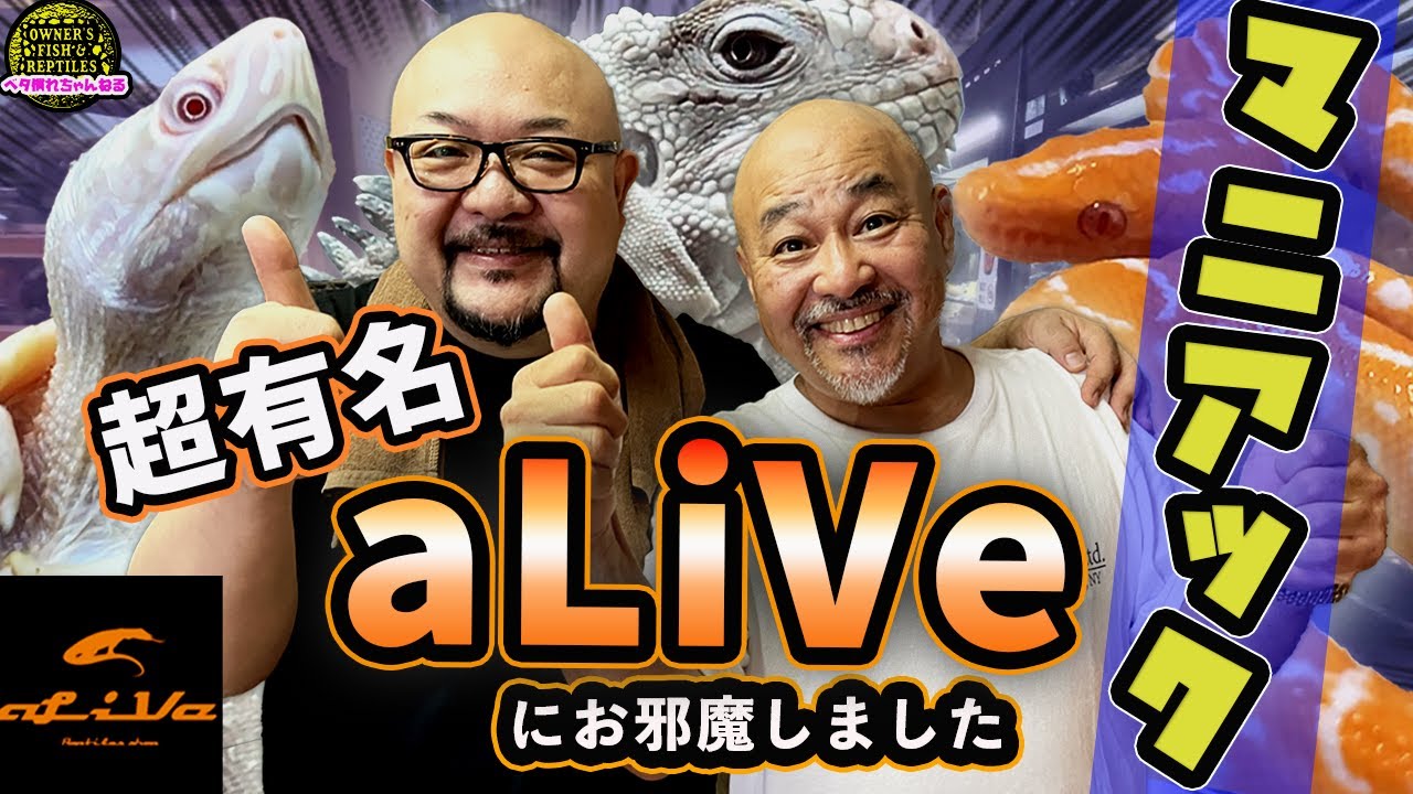 【爬虫類ショップ巡り】超絶有名店の爬虫類が凄かった・・・【aLiVe】