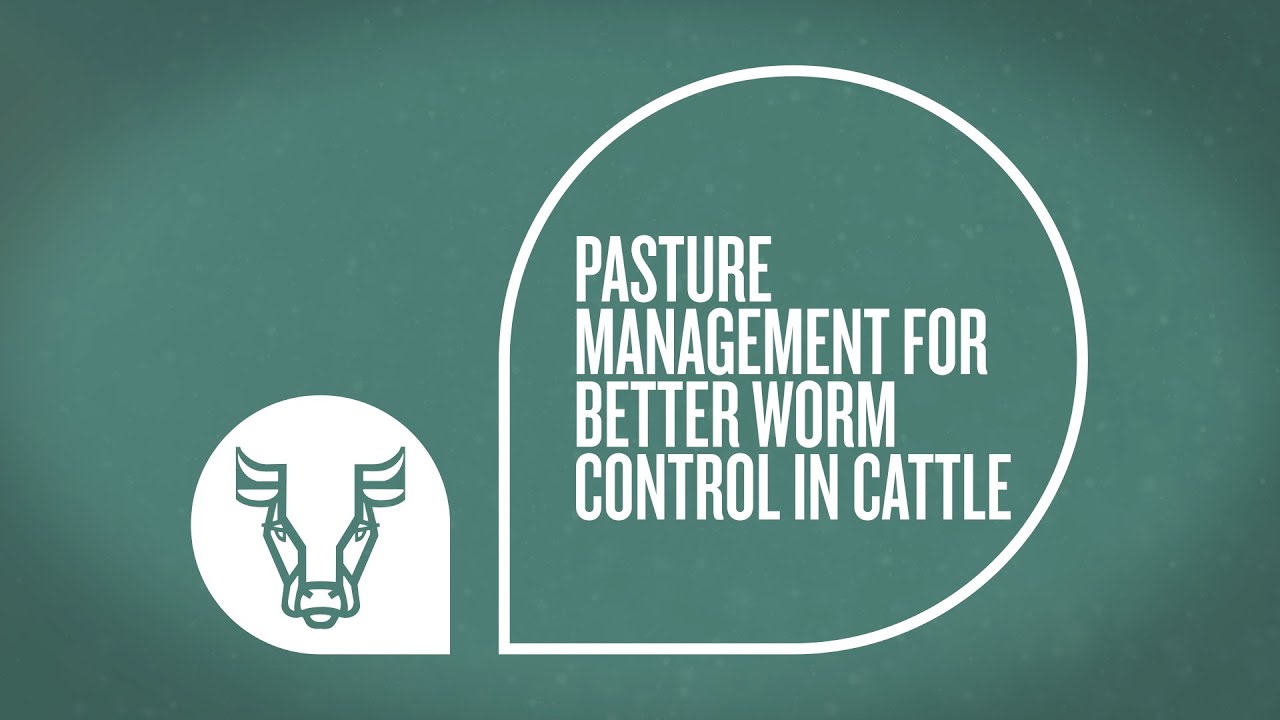 Правильное управление пастбищами для более эффективного контроля над паразитами у крупного рогато...