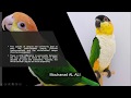 قبل ان تشتري ببغاء الكايك شاهد هذا الفيديو ببغاء الكايك ببغاء مهند العلي 