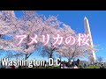 【アメリカで花見🌸】戦争も耐え抜いた100年前の日米友好の証・ワシントンD.C.の桜祭り｜Cherry Blossom Festival