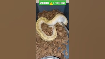 WARNING ⚠️ F/T FEEDING: 0.1 Banana Super Enchi het Clown