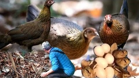 วางกับดักรังแม่ไก่ป่าสุดยอดมาก cuab qaib qu mag zoo hee