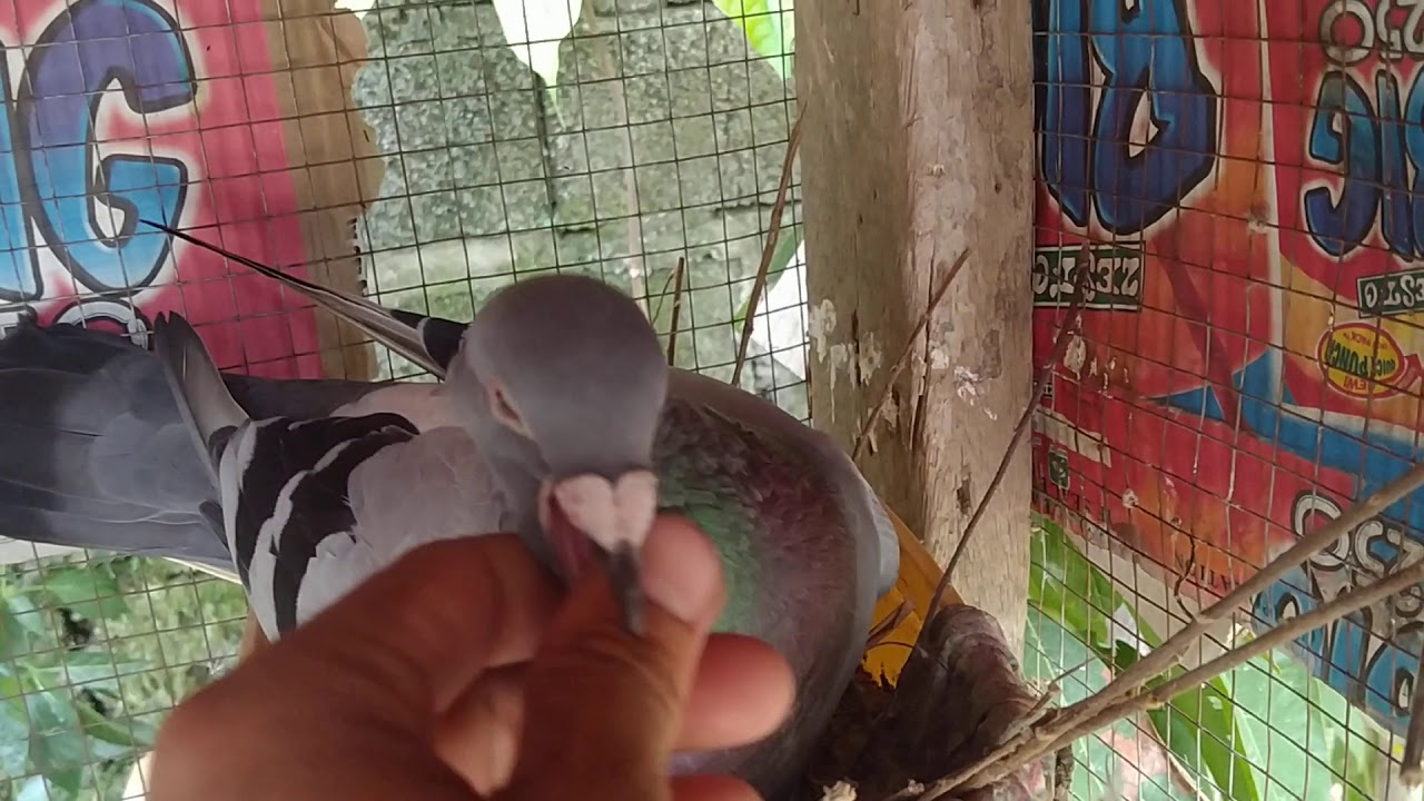 MAY BAGO TAYONG KALAPATI TAIWAN X GWARPA!!