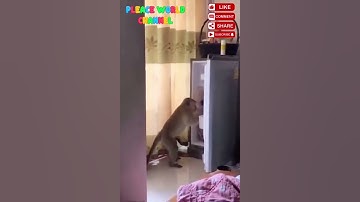 Just For Fun, if you tired.!! 🙈 #funny #comedy #funnymoments #anymals #videolucu #viralshorts