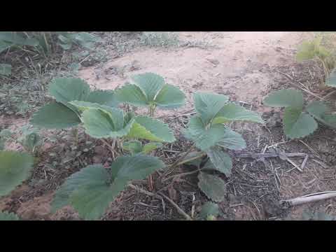 Бейне: Құлпынай шарабы - сіздің стакандағы жаздың дәмі