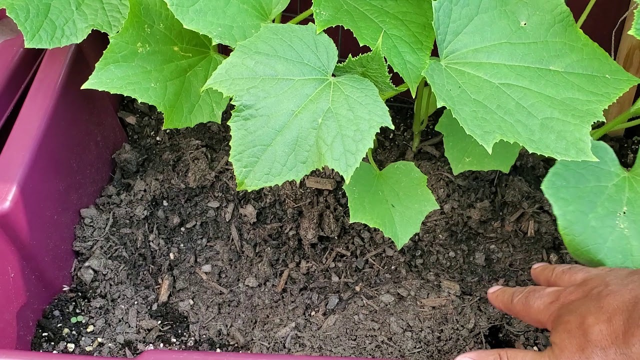 Grow Cucumbers in Bins