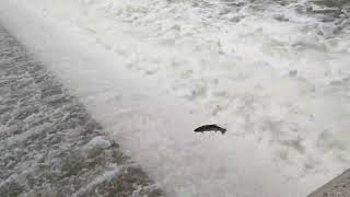 trout jumping up the dam