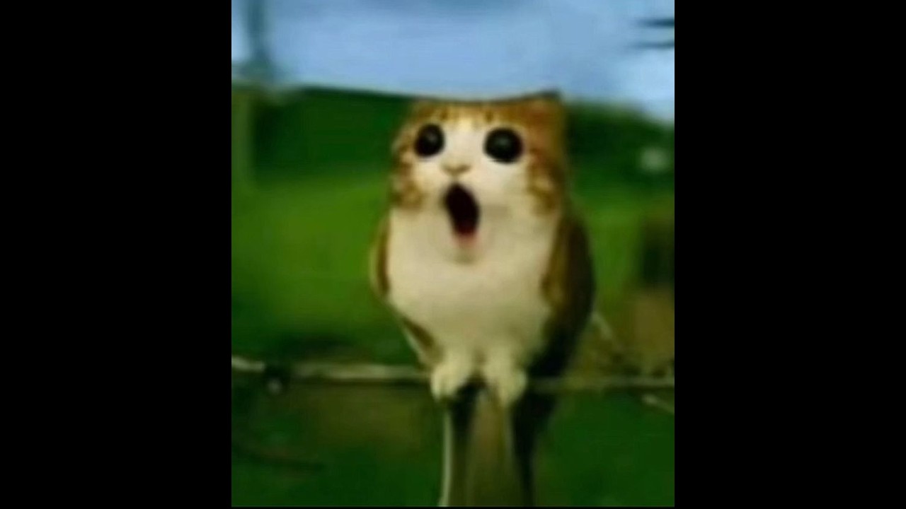 no veas este video si no sabes sobre counter strike...