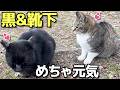 元気な黒猫ちゃんと靴下猫ちゃんに朝から癒されて幸せ😸（野良猫•地域猫）🐈