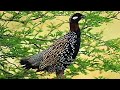 Kala Teetar Ki Awaaz #blackfrancolin voice