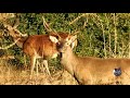 Berrea en Doñana / deer bellowing